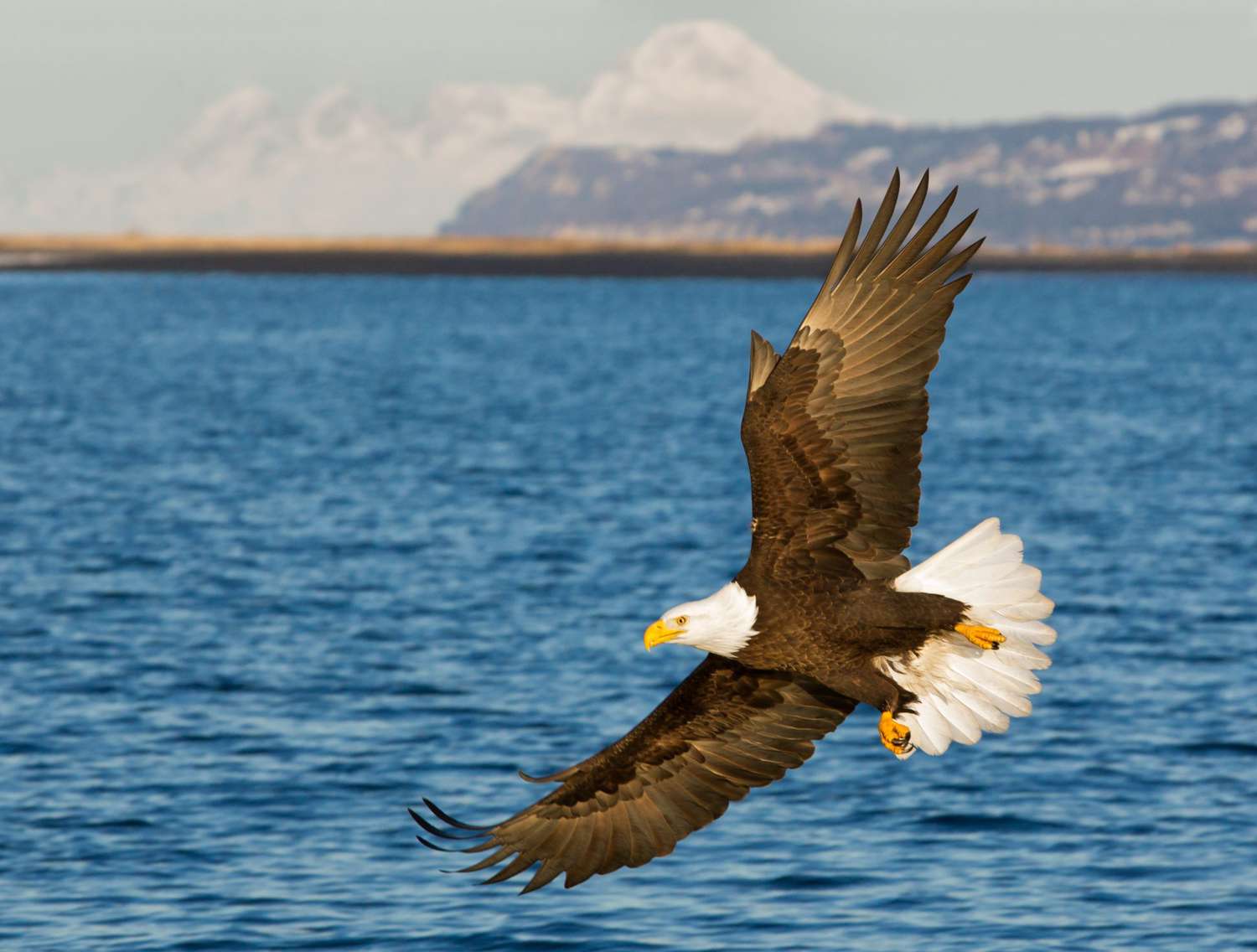 bald eagle flying above water