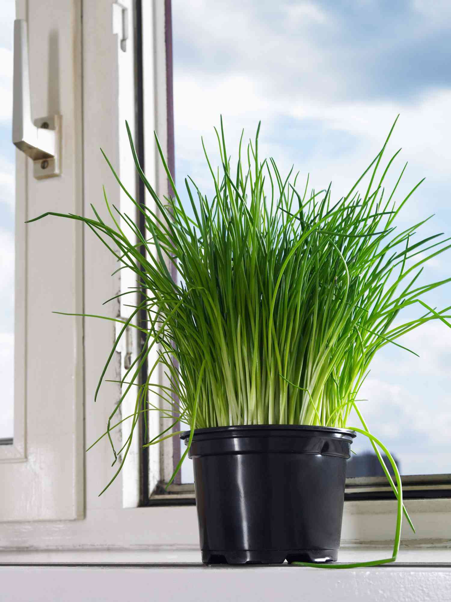 potted chive plant on windowsill