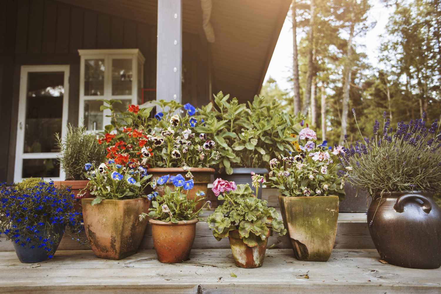Various flower pots at yard