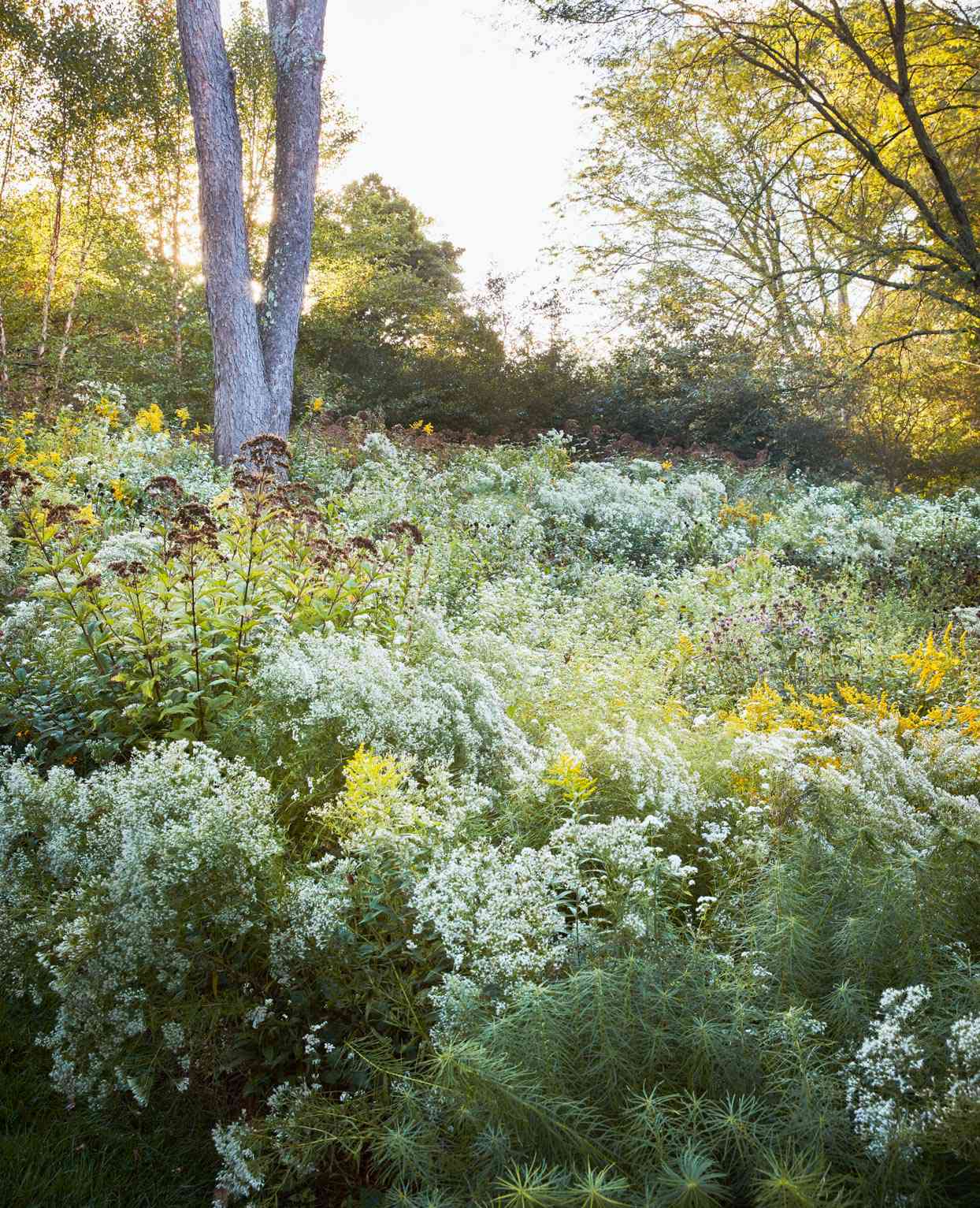 white boneset blooms in backyard
