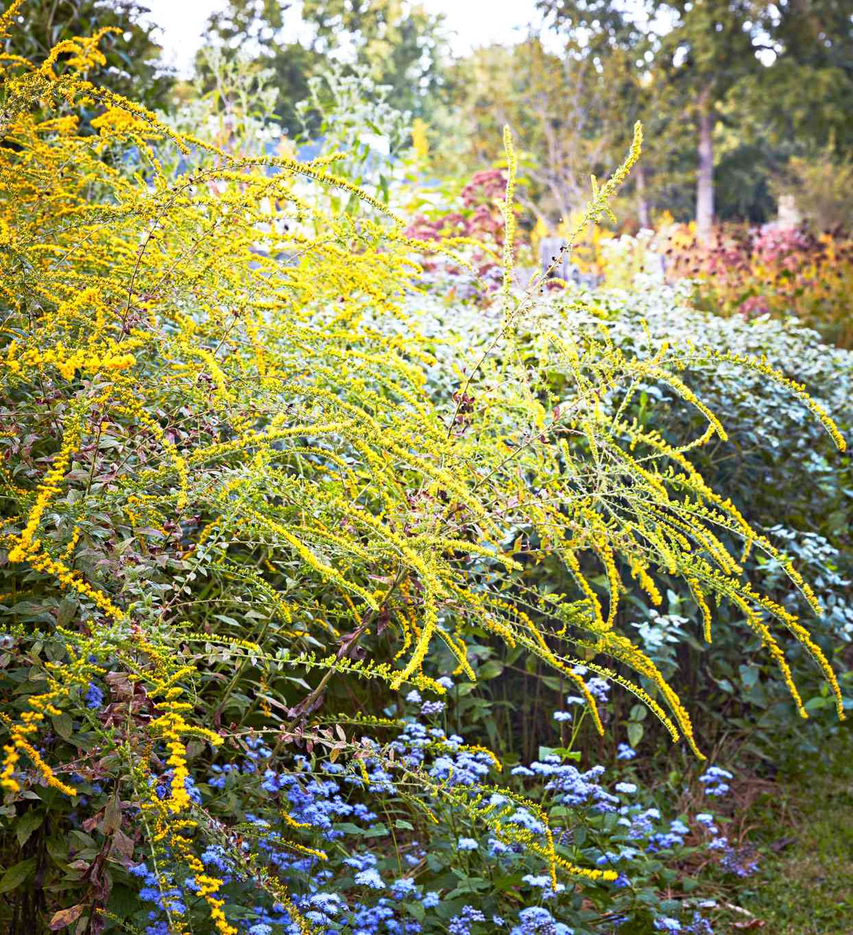 yellow wands solidago rugosa blue mist flower