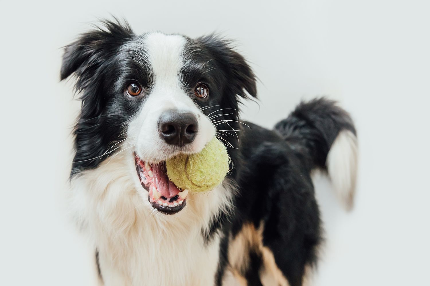 Black and white border collie holding toy ball in mouth