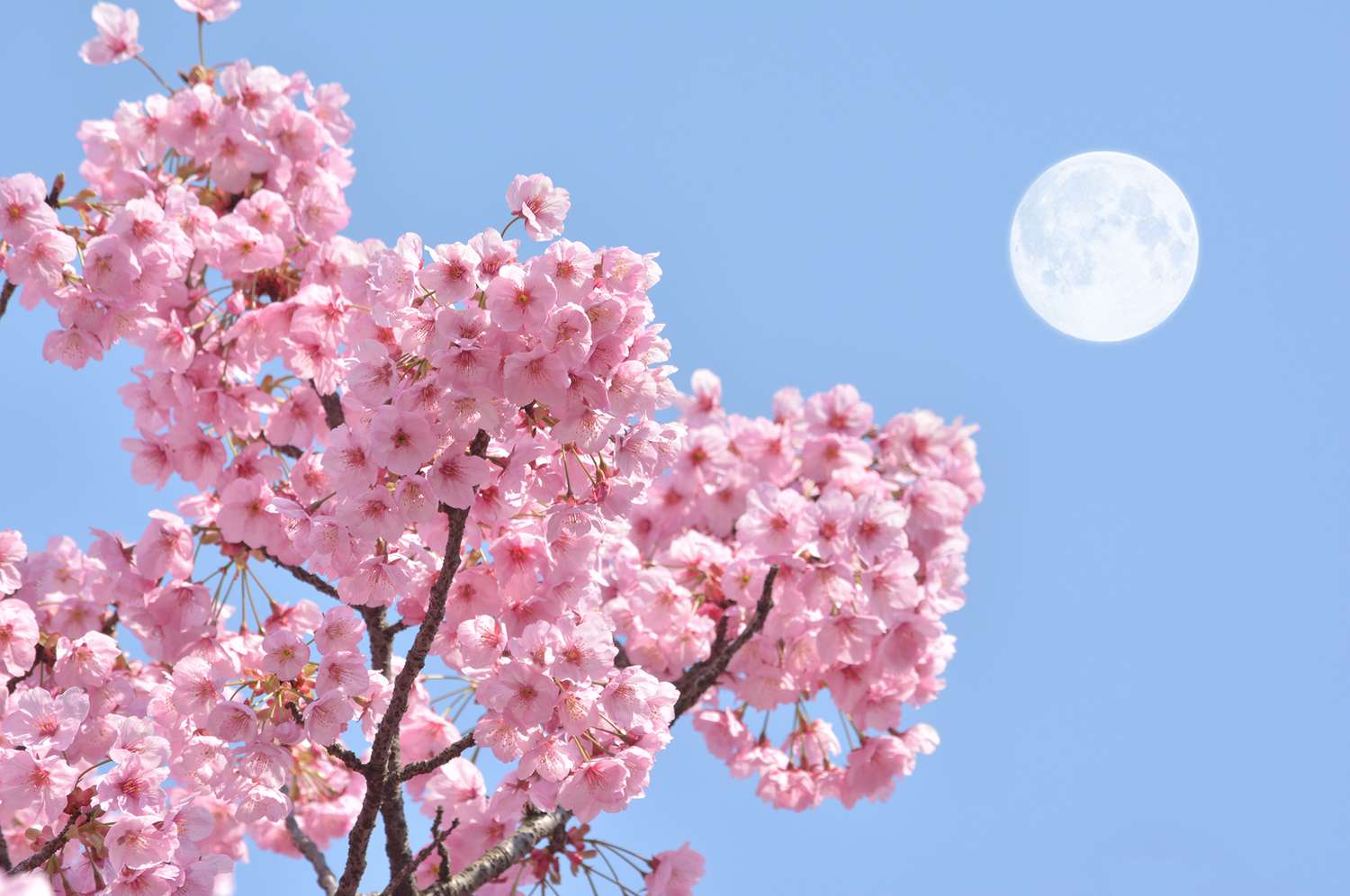 Cherry blossom tree branches in front of a blue sky and full moon