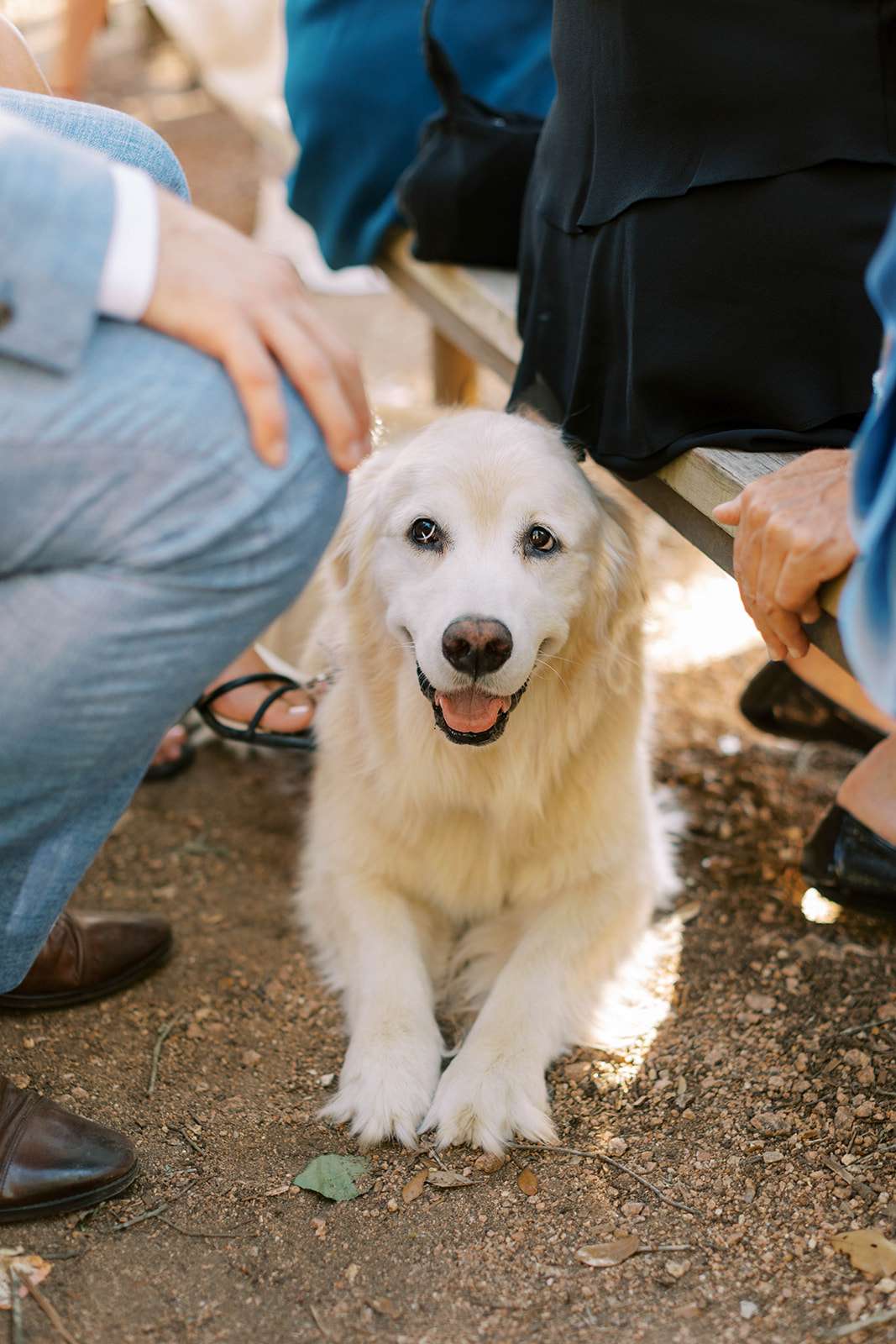 golden retriever dog at wedding