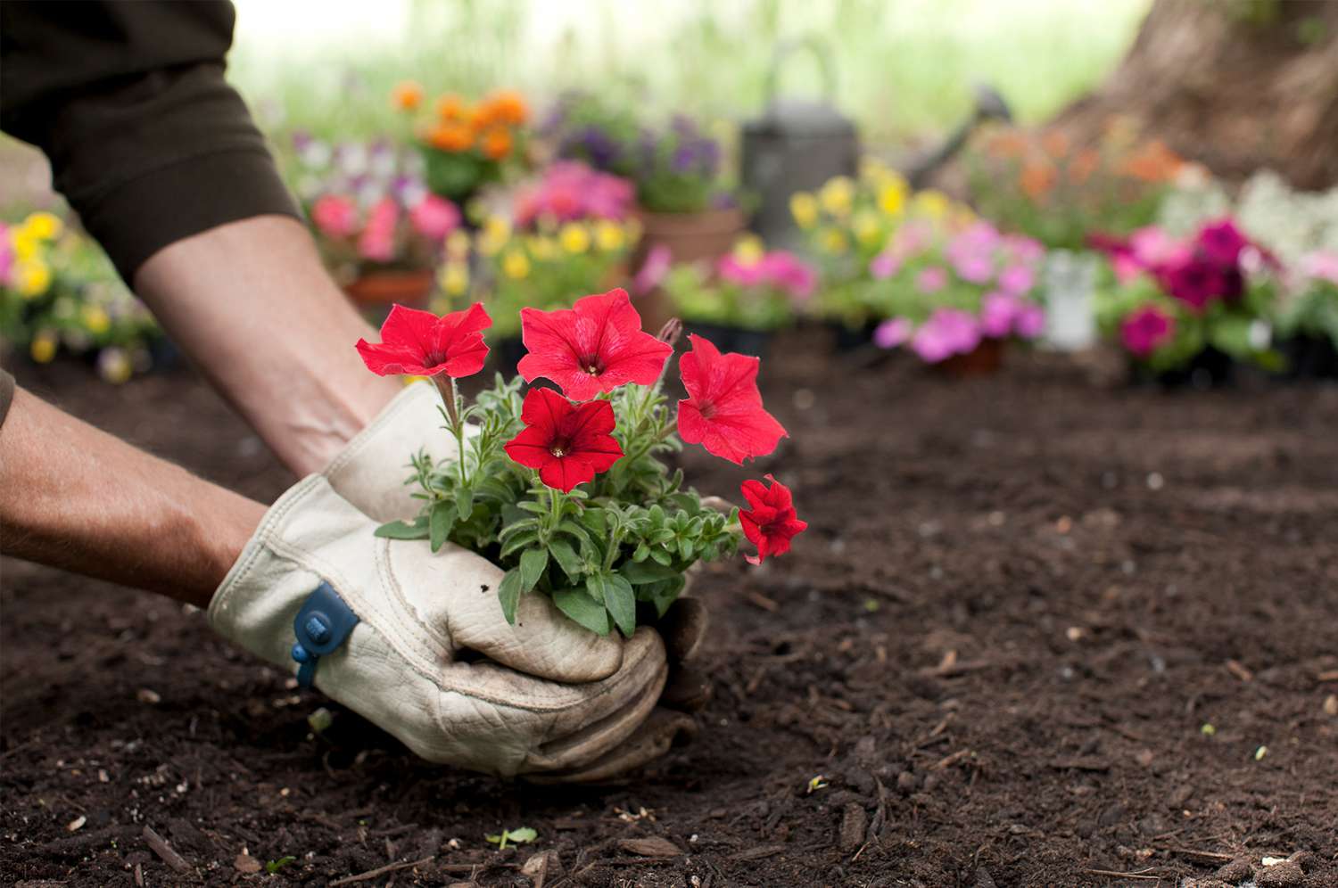 Person adding flowers to empty garden plot