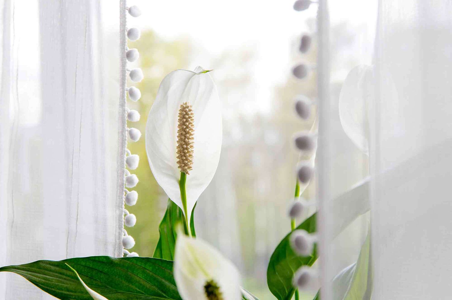 Close up of Peace Lily in window