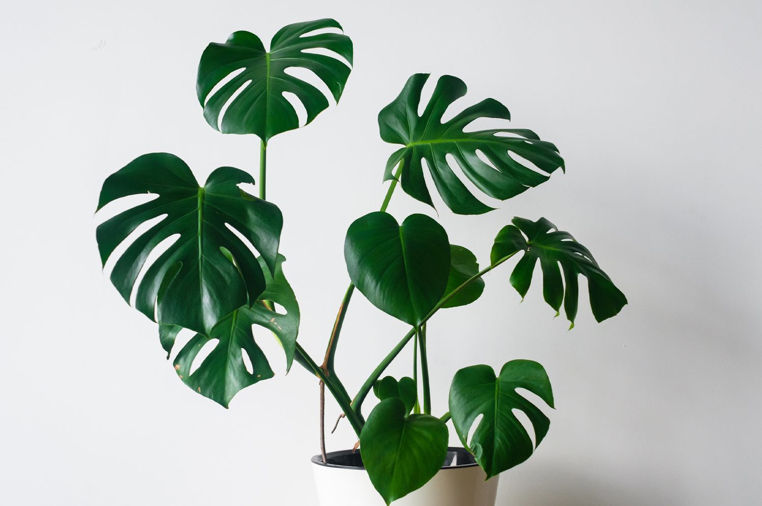 how to plant and care for philodendron  martha stewart