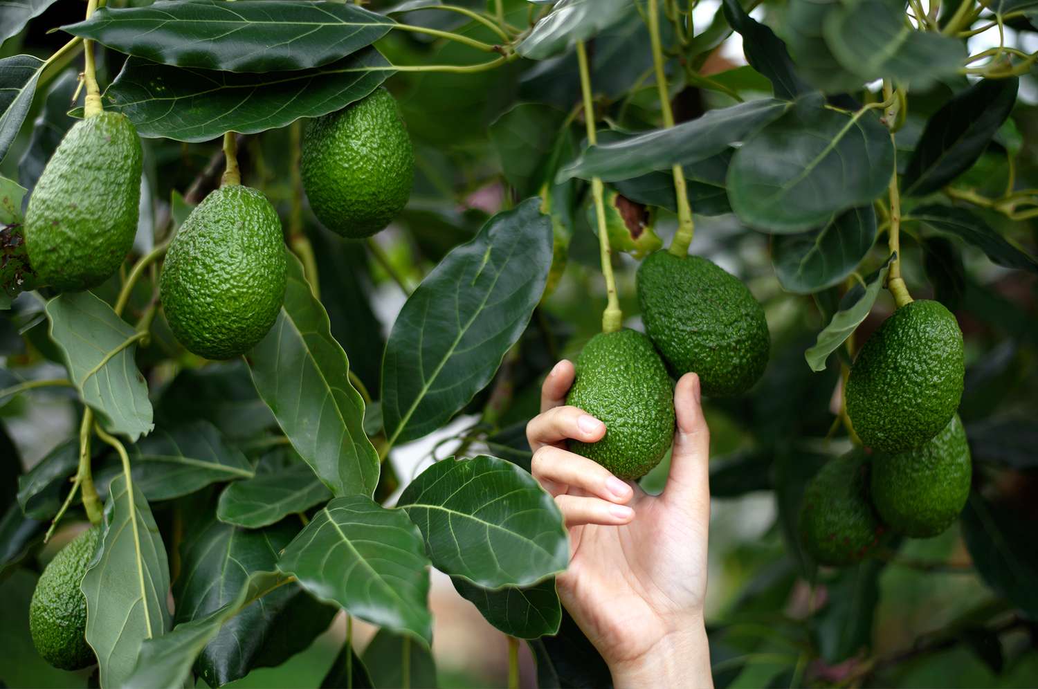 How to Grow and Care for an Avocado Tree | Martha Stewart