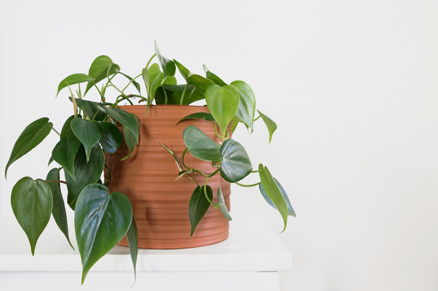 Potted philodendron