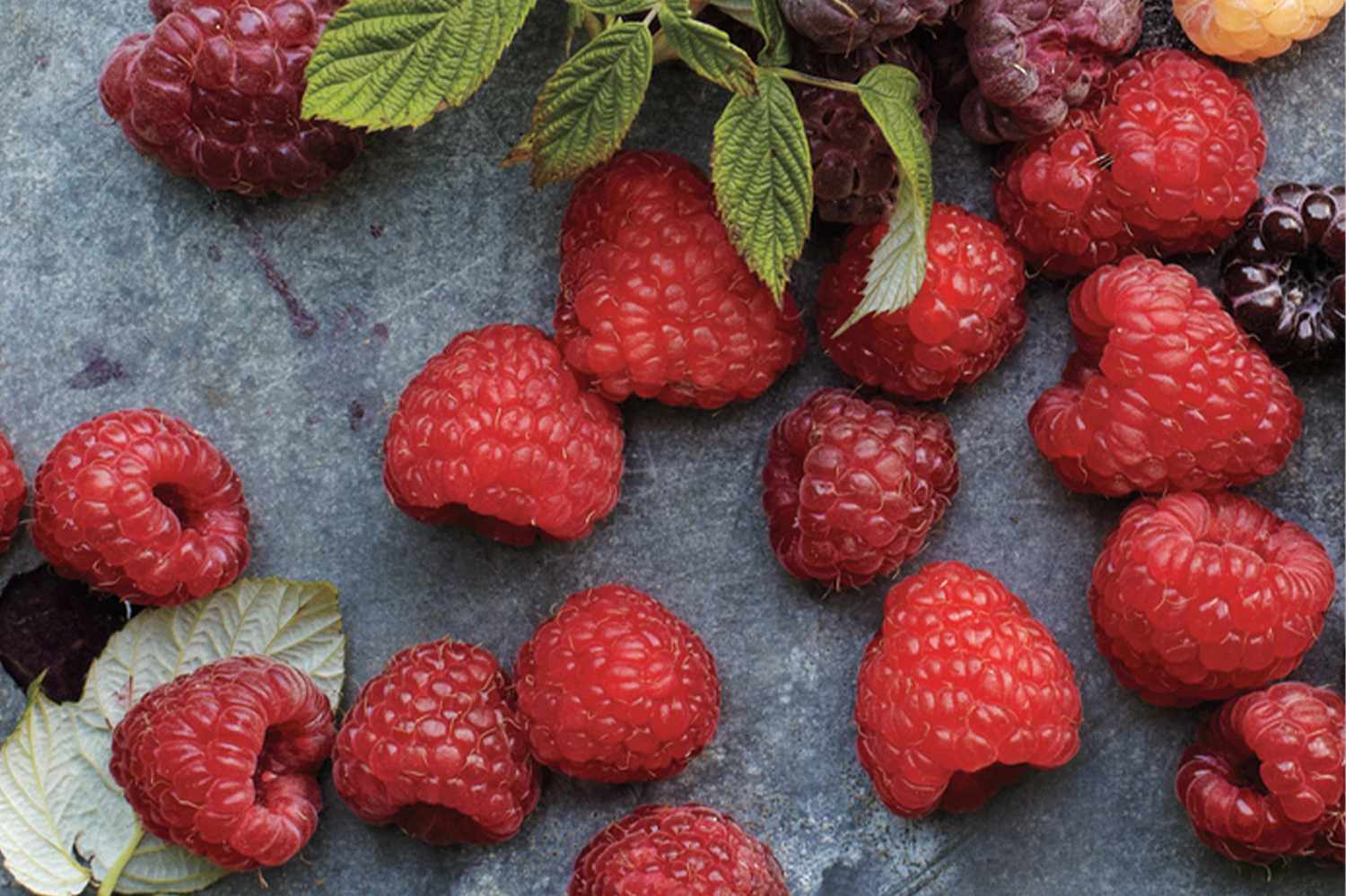 different varieties of raspberries