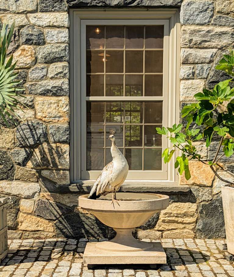 martha stewart bedford peacock bird bath
