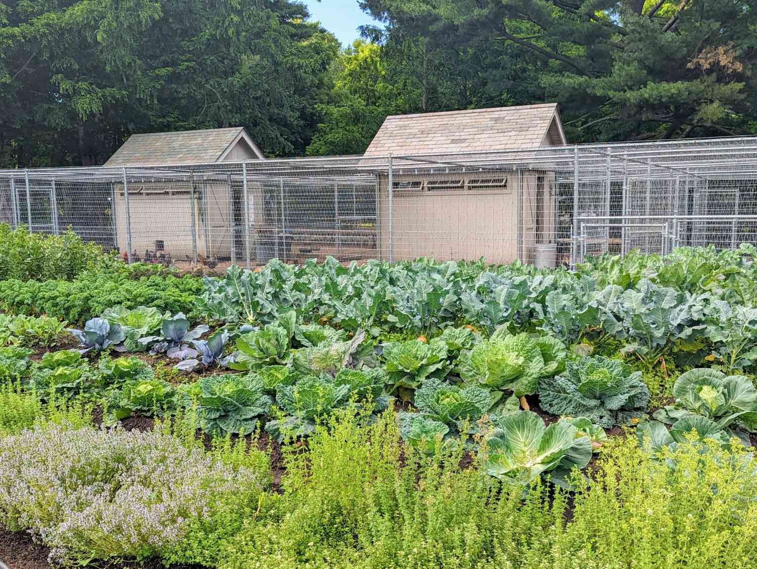 martha stewart bedford vegetable garden