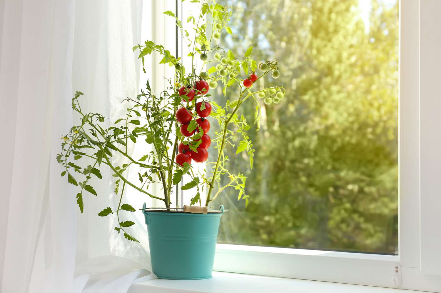 tomatoes growing indoors
