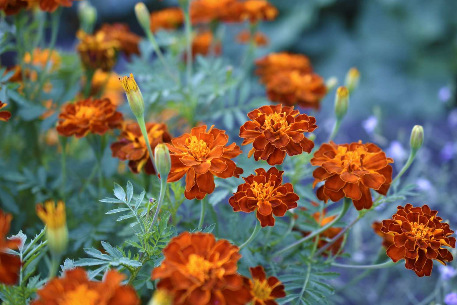 how to plant, grow, and care for marigolds | martha stewart