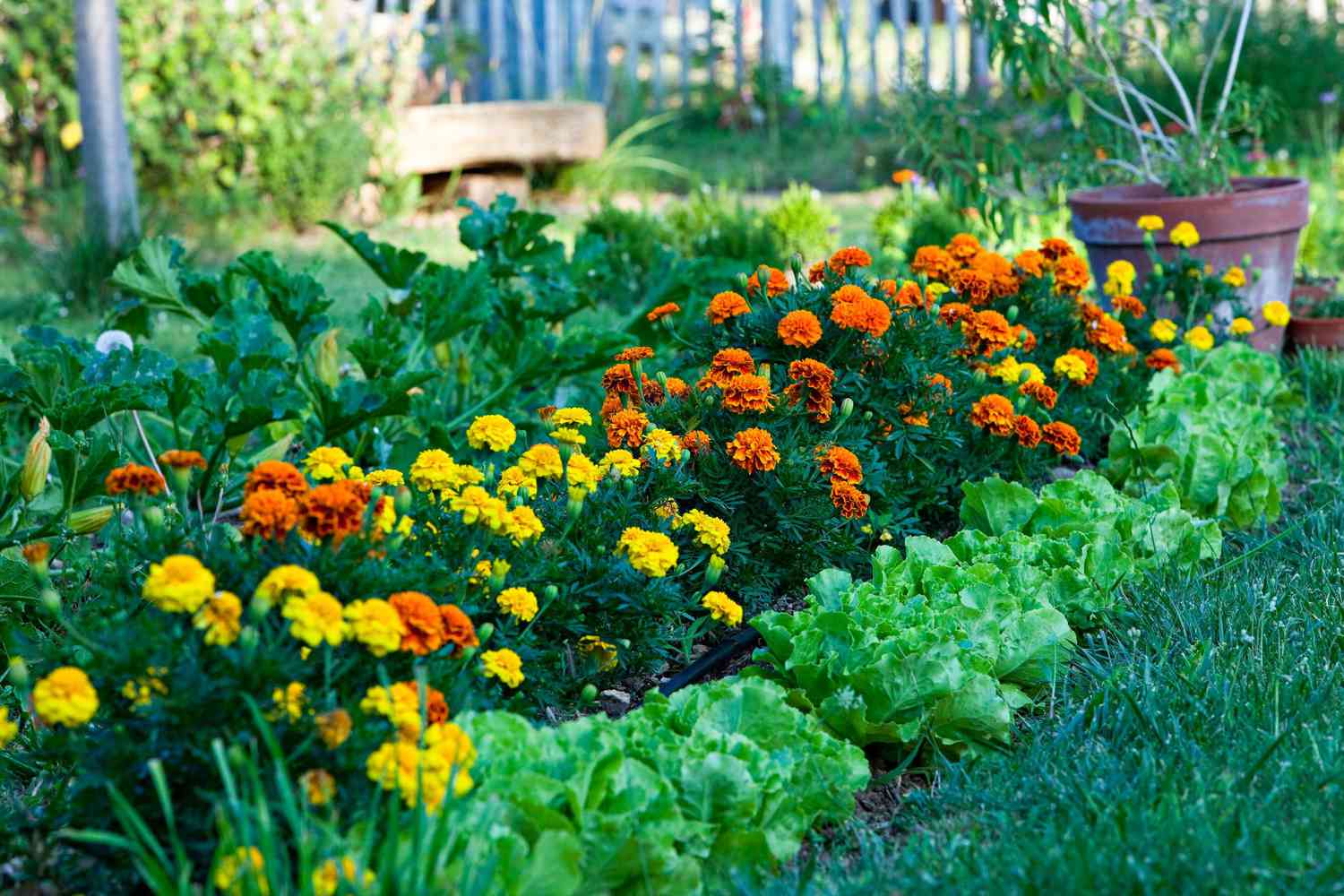 marigolds in garden next to lettuce
