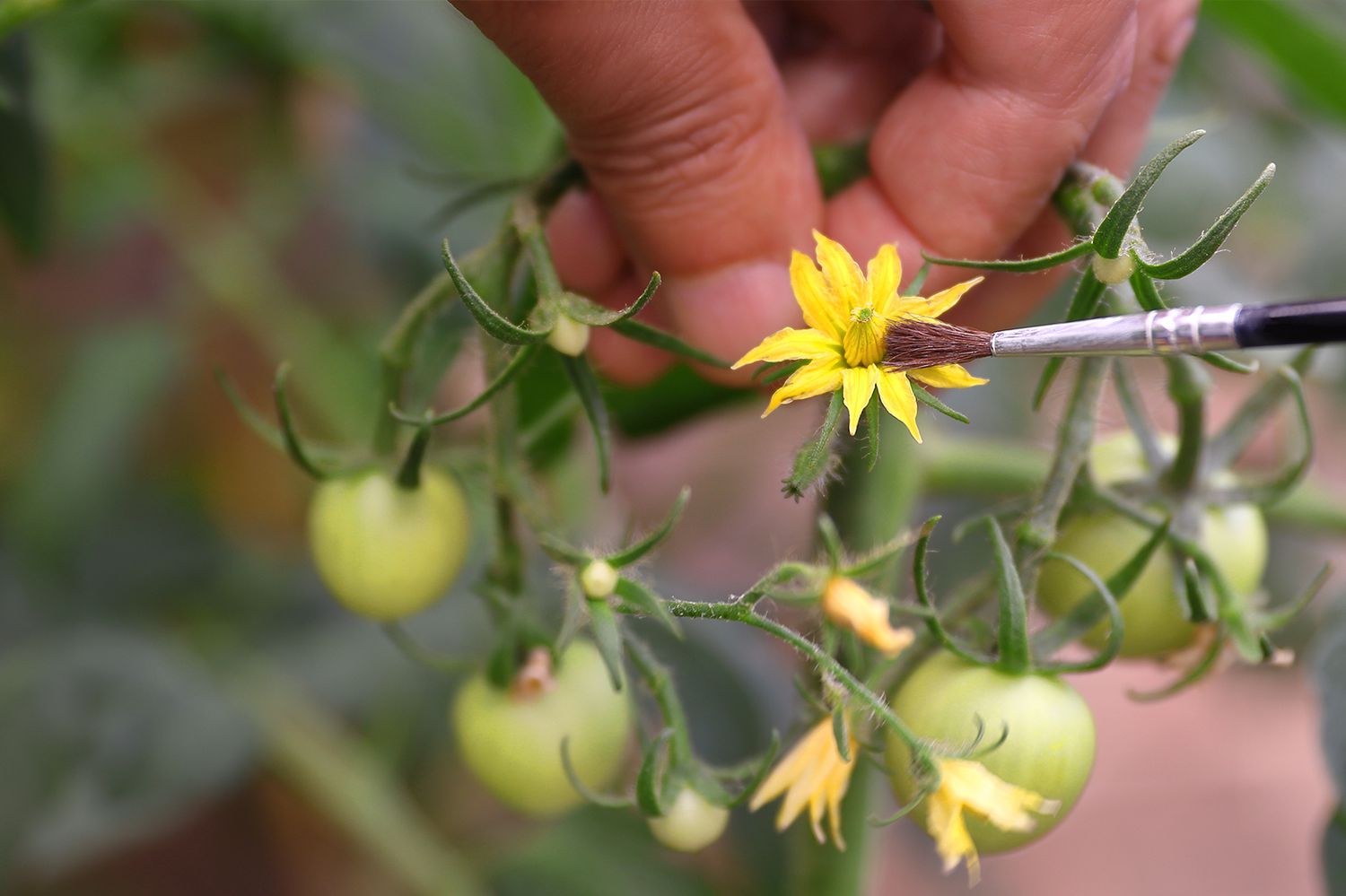 hand pollinate tomato plant