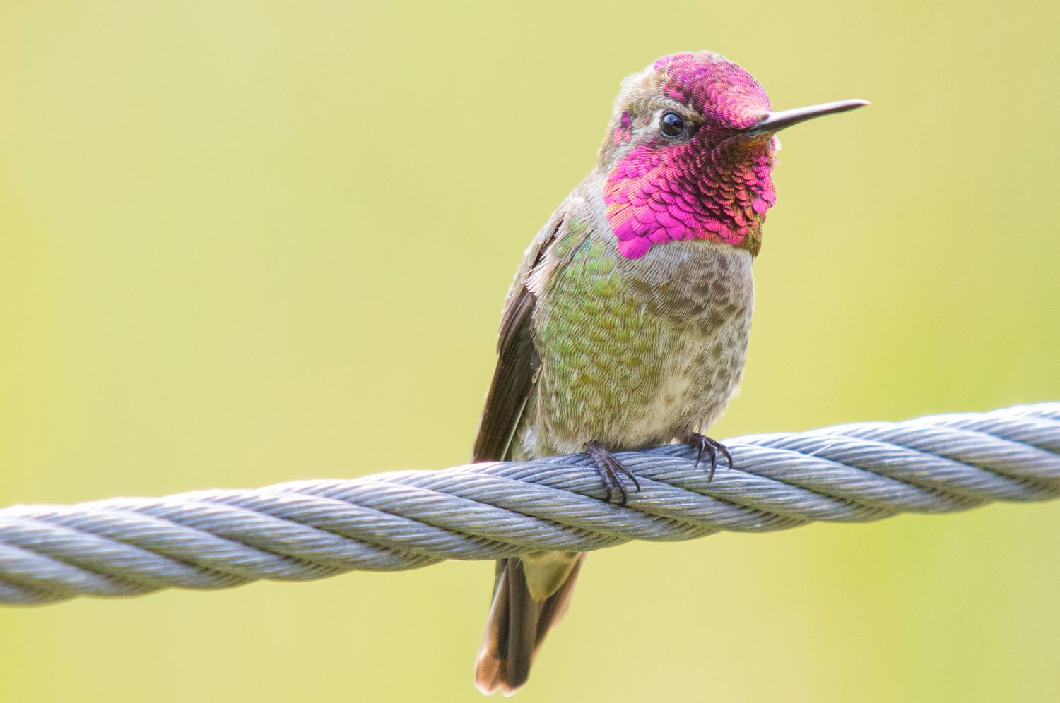 regional birds anna's hummingbird