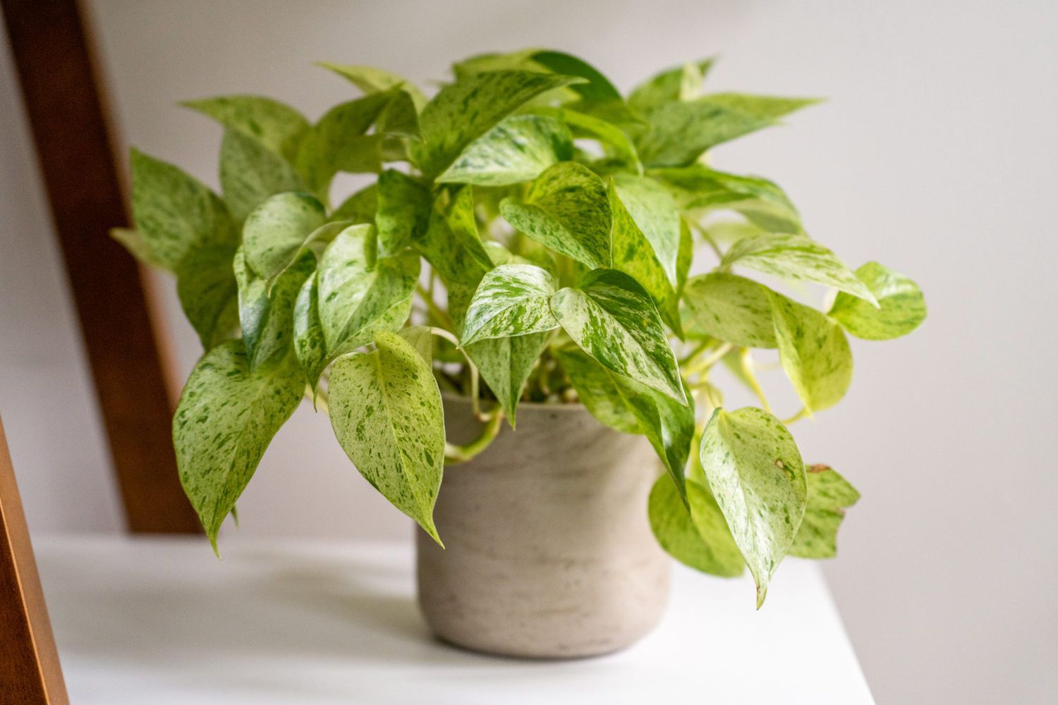 devil's ivy pothos plant sitting on the shelf in a gray pot