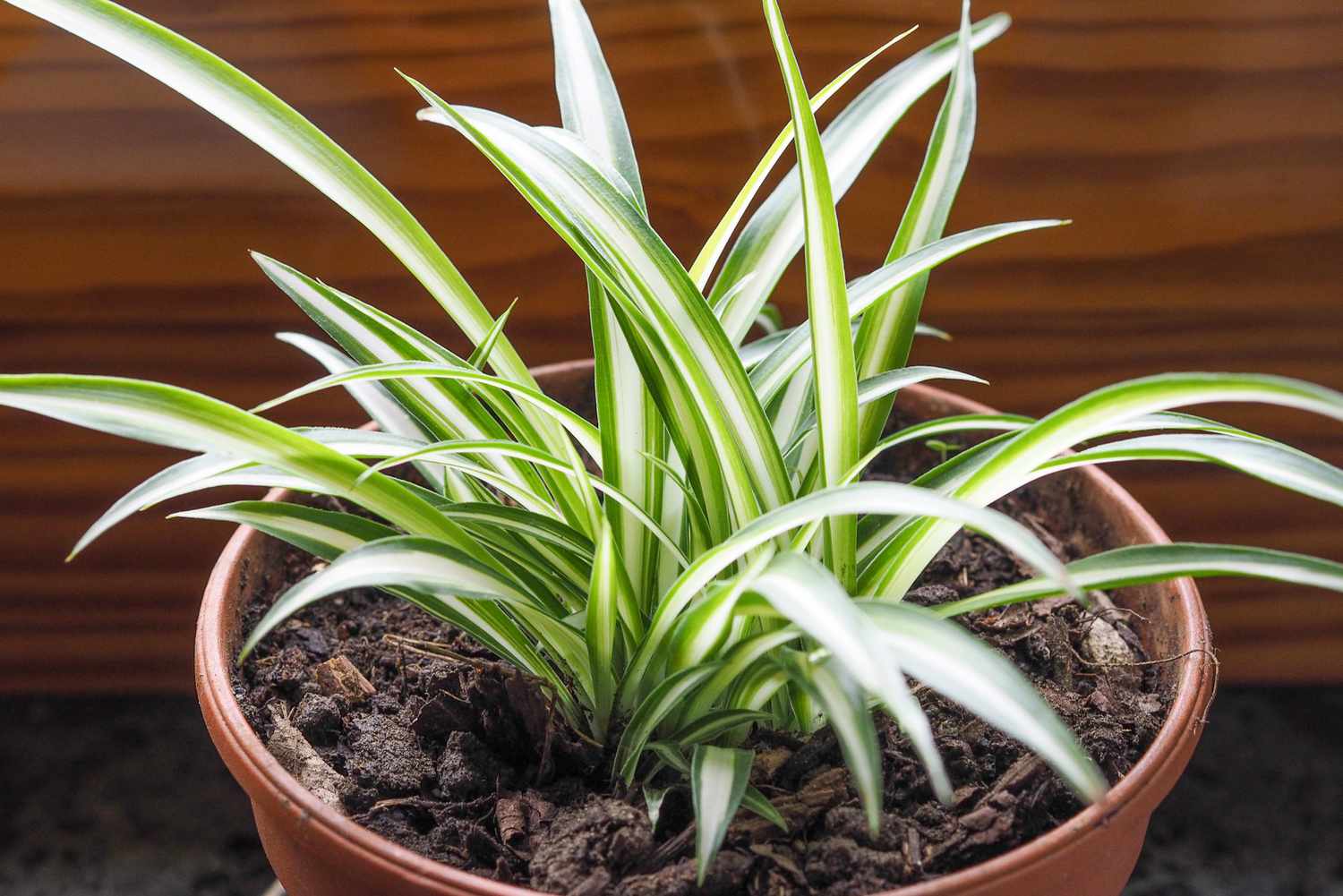 Chlorophytum comosum also known as the spider plant