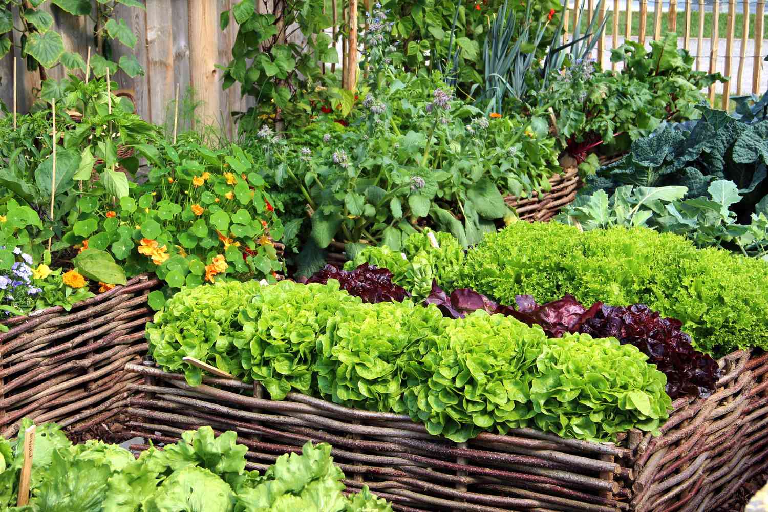 lettuce in raised garden beds