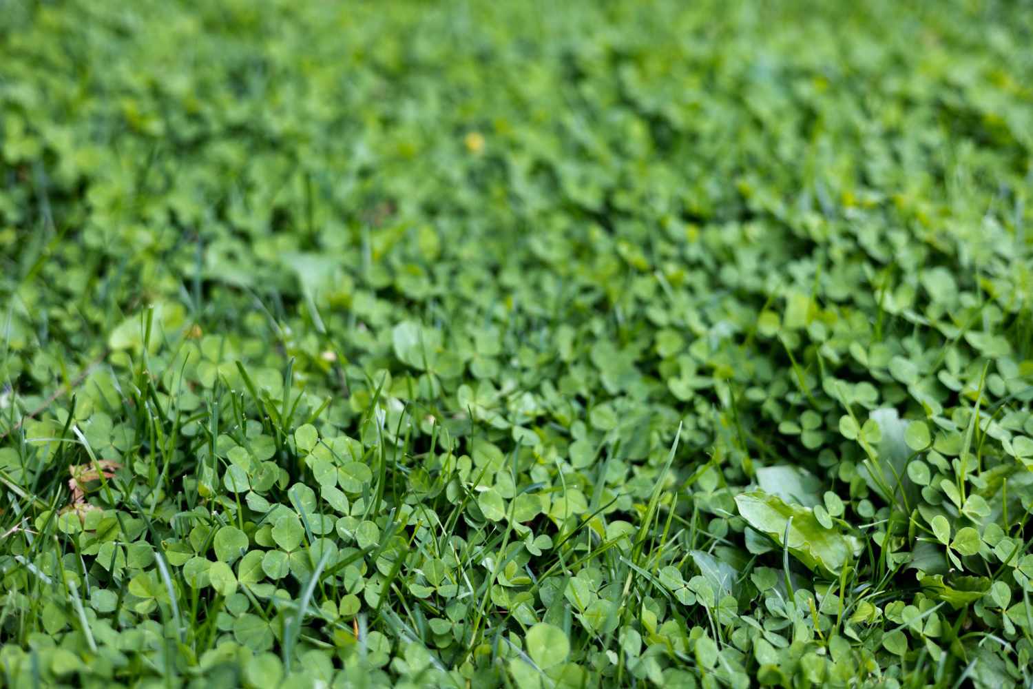Everything You Need to Know About Clover Lawns, the Eco-Friendly Landscaping Trend That Calls for Just 4 Mowings Per Year