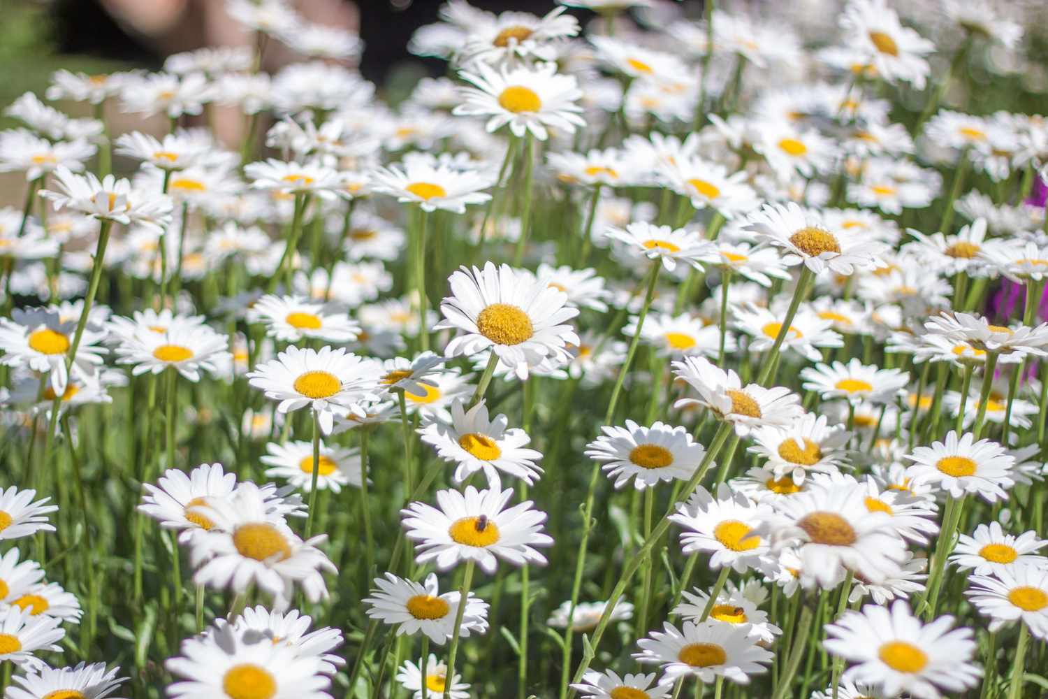 Sea of Daisy flowers in a garden
