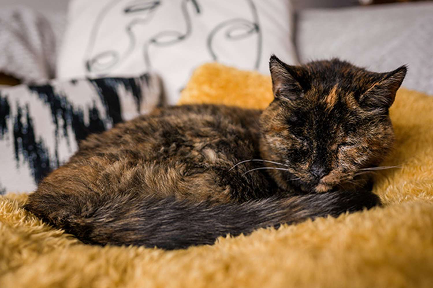 Flossie——最老的猫，27岁