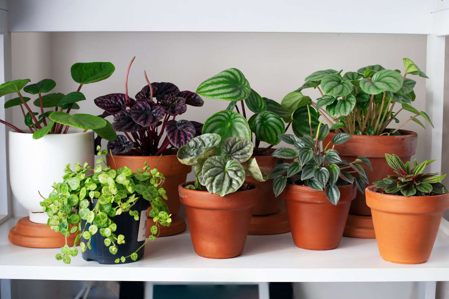 Indoor plants on shelf