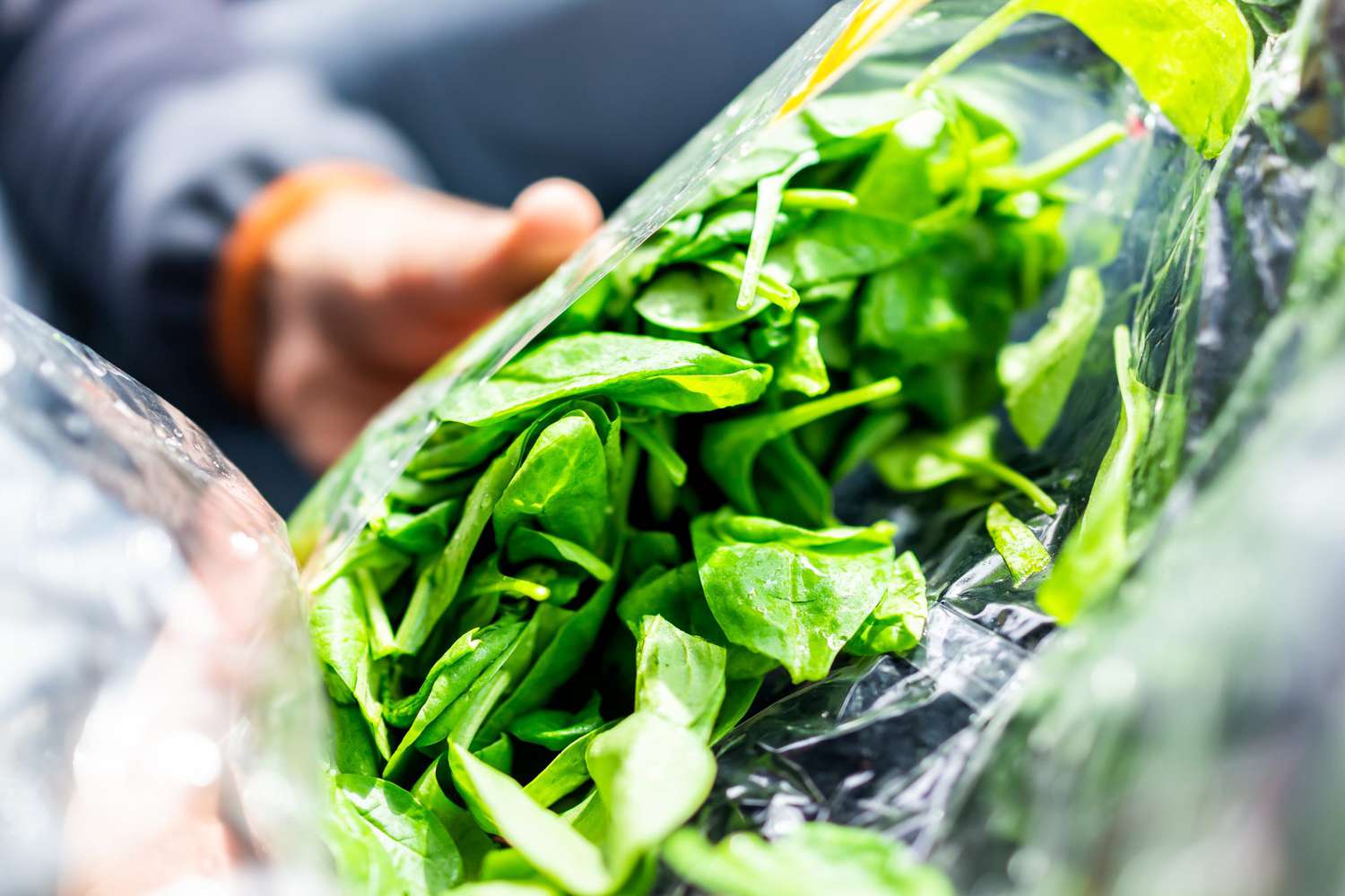 Closeup of person hands holding fresh raw, plastic packaged bag of green spinach, vibrant color