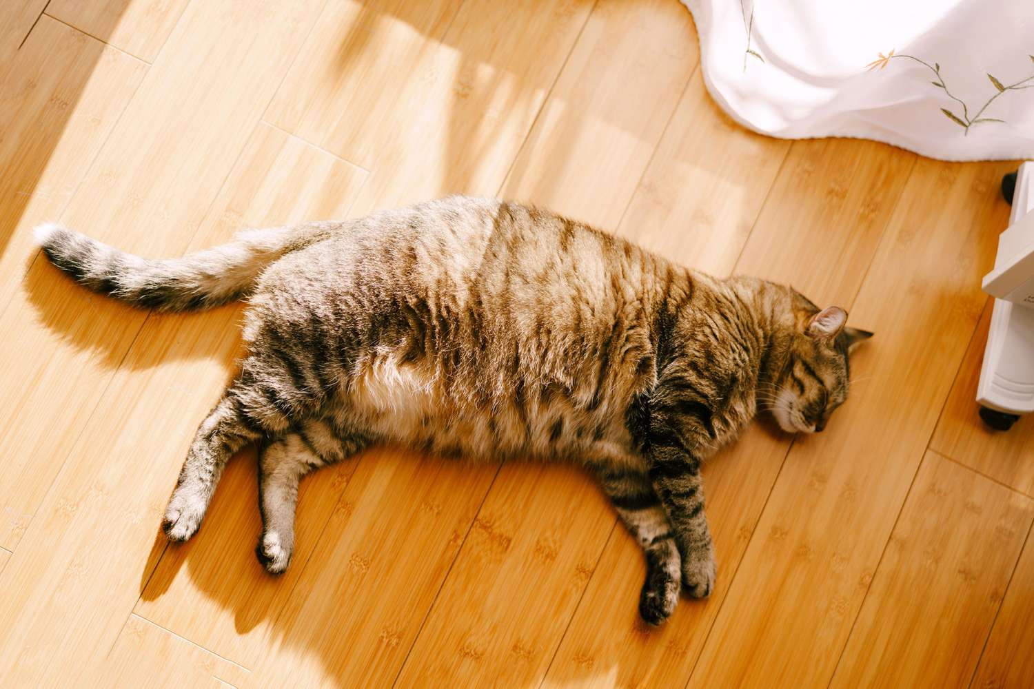 Fat gray fluffy cat on the wooden floor.