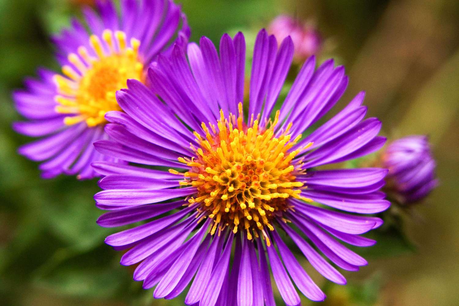 Purple Dome New England Aster