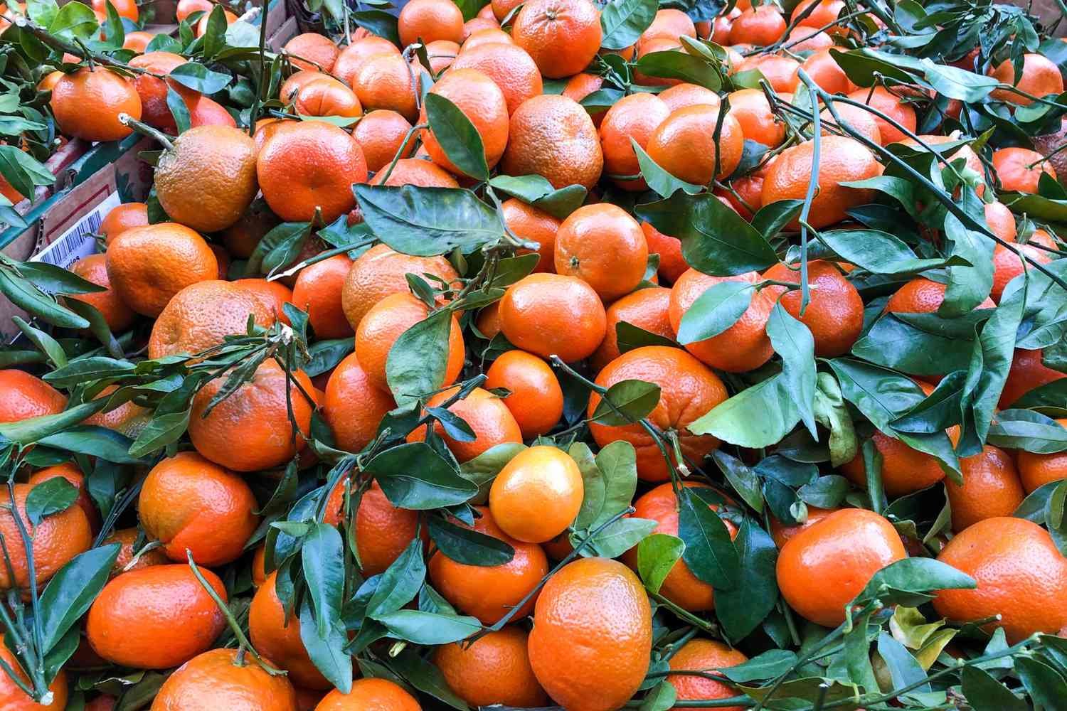 Mandarin oranges in pile