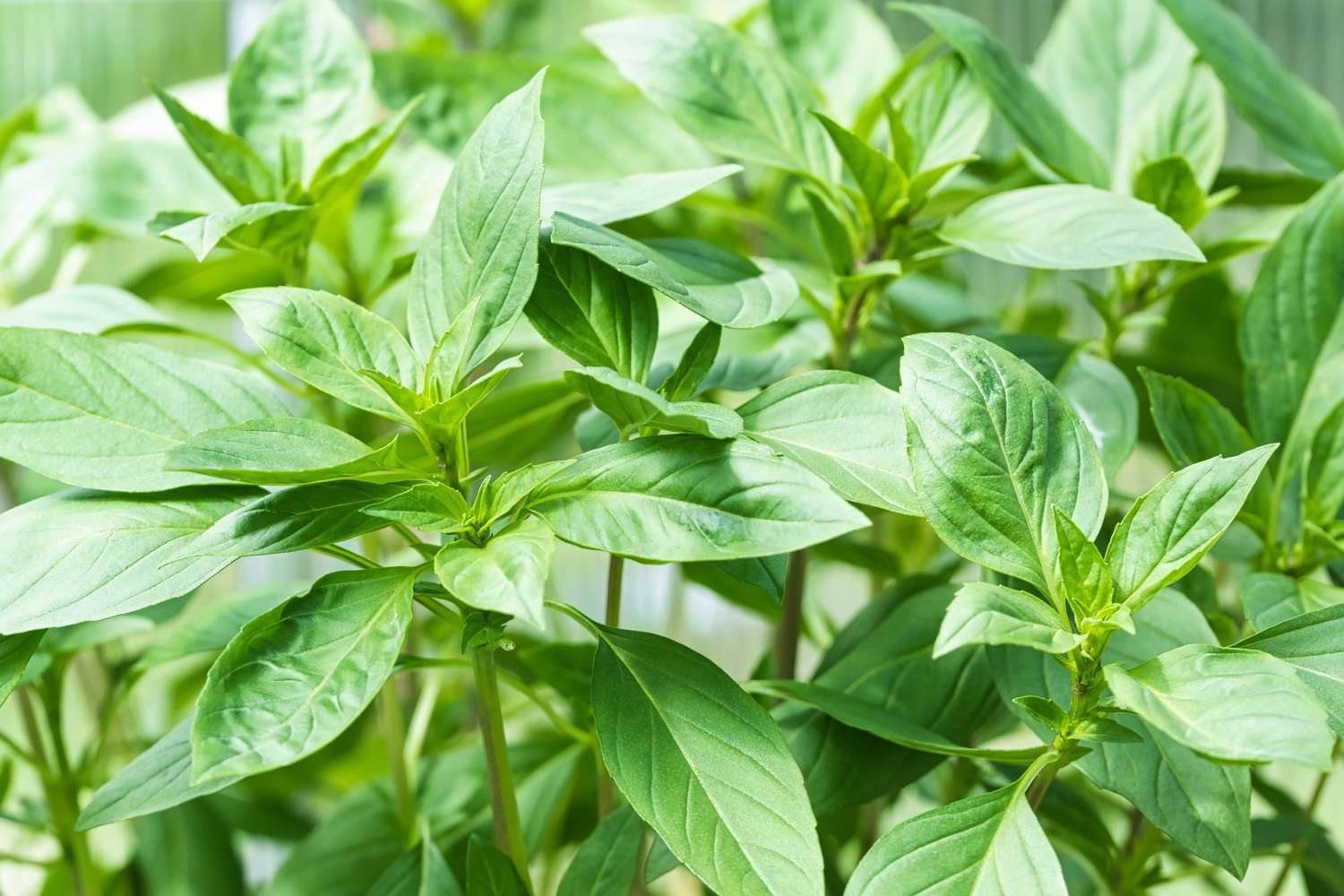Thai basil young plant close up, fresh green leaves of an aromatic herb