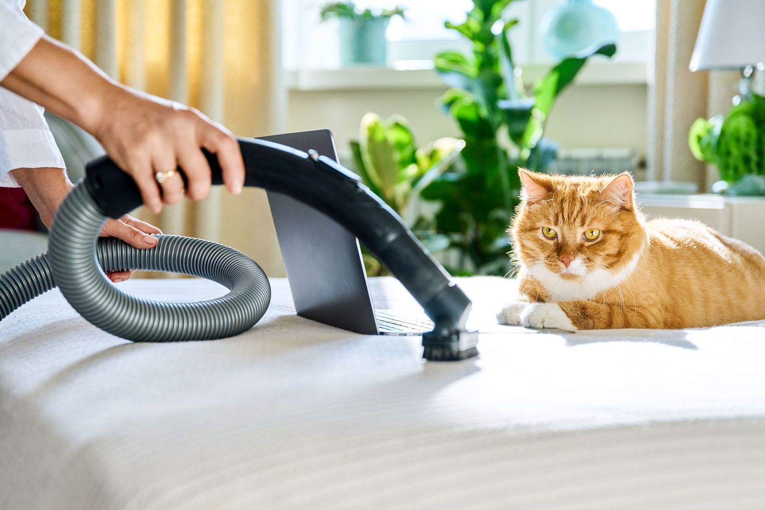 Cleaning, pets, red cat lying on the bed and close-up of a vacuum cleaner brush