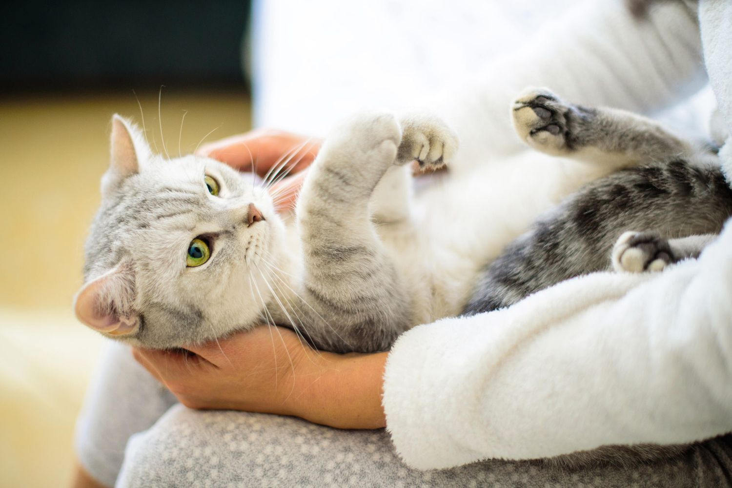 How to Trim Your Cat's Nails | Martha Stewart
