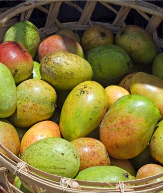 how to use african mango for weight loss