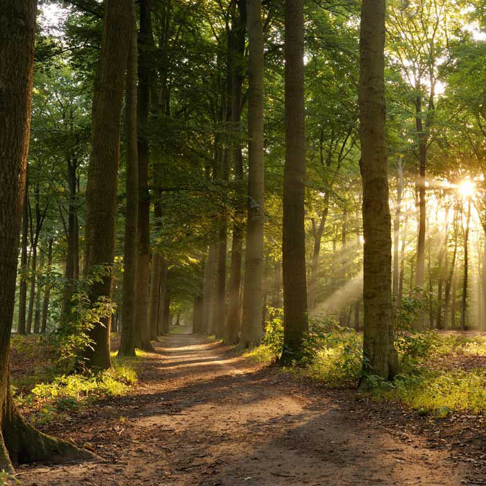 path-in-forest-with-sunlight