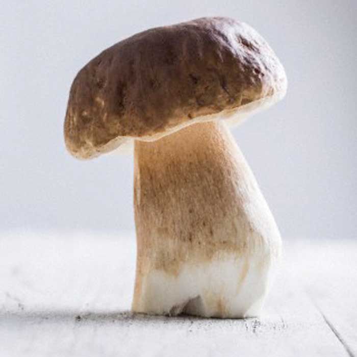 UV-Exposed Mushrooms