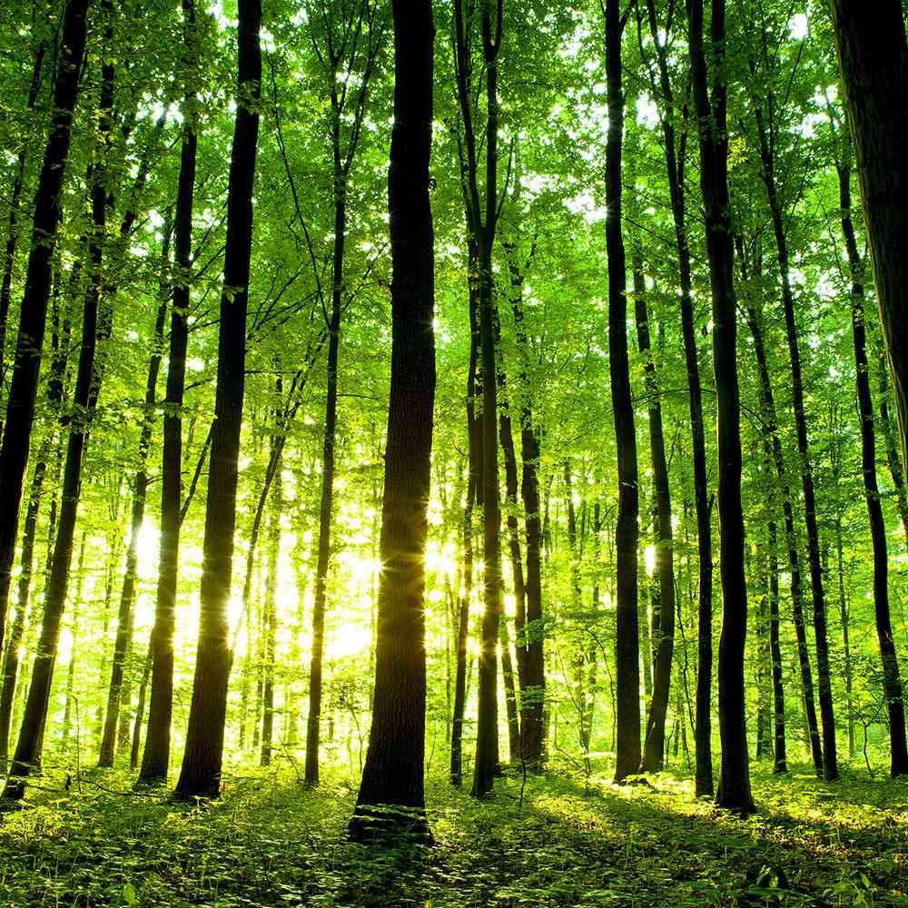Try Forest Bathing to Lower Your Blood Pressure