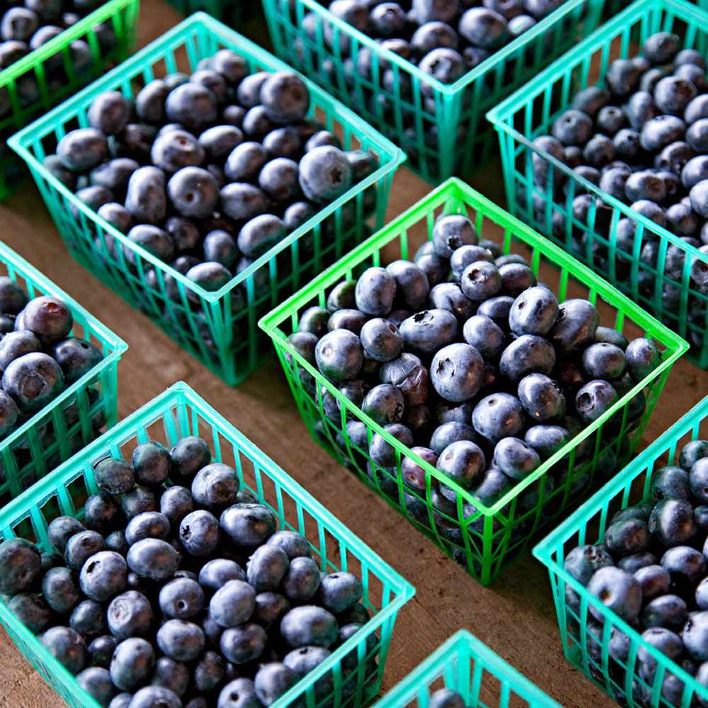 michigan-blueberries.jpg