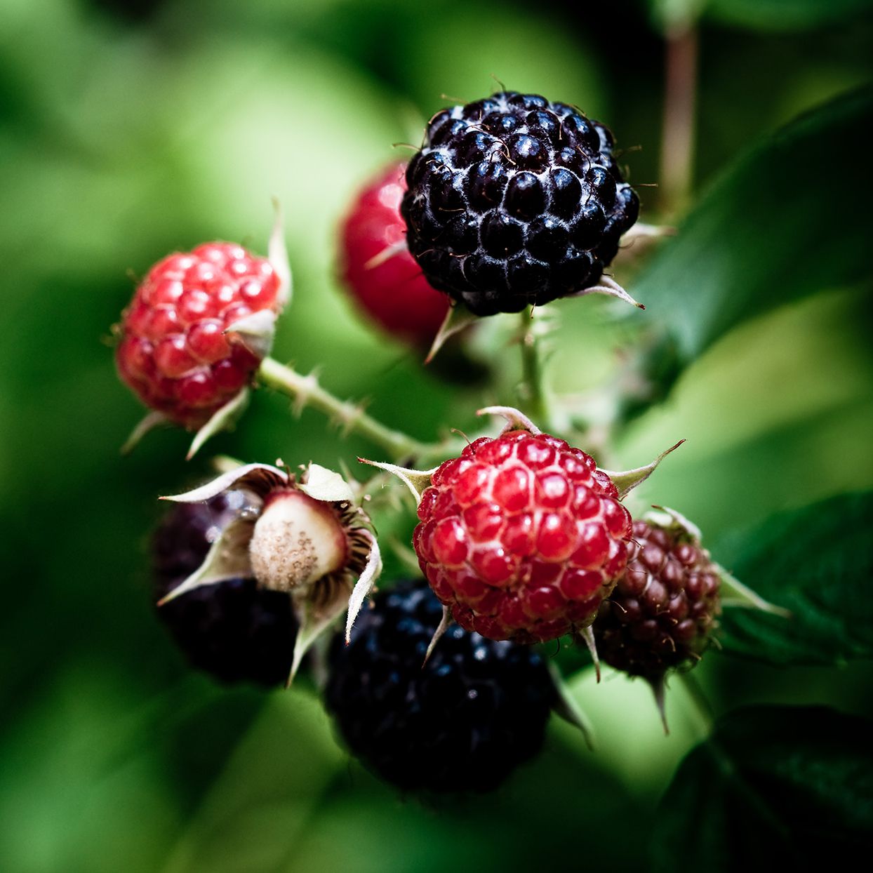 black raspberries