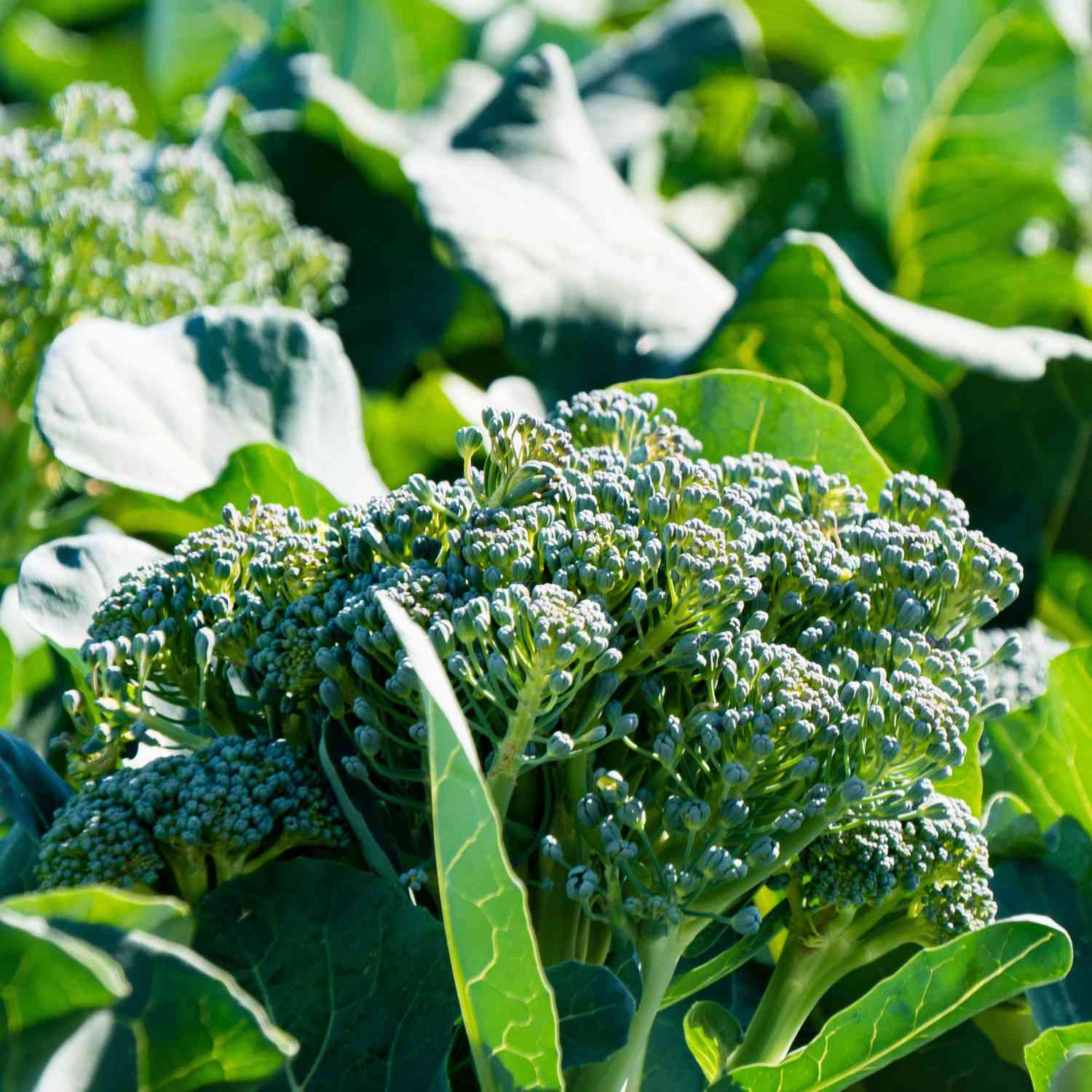 Close_Up_Of_Broccoli_Leaves_In_Farm