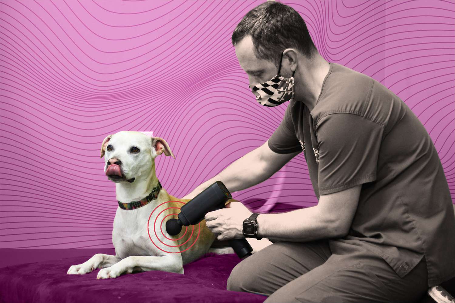 Is It OK to Use a Massage Gun On Your Pet?