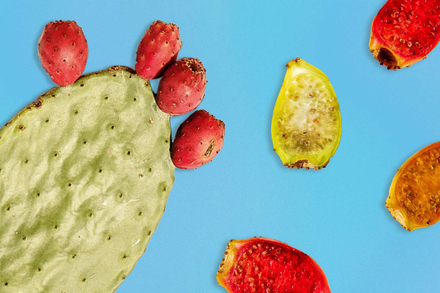 Prickly Pear Cactus leaf with red buds and colorful cactus pear buds sliced open