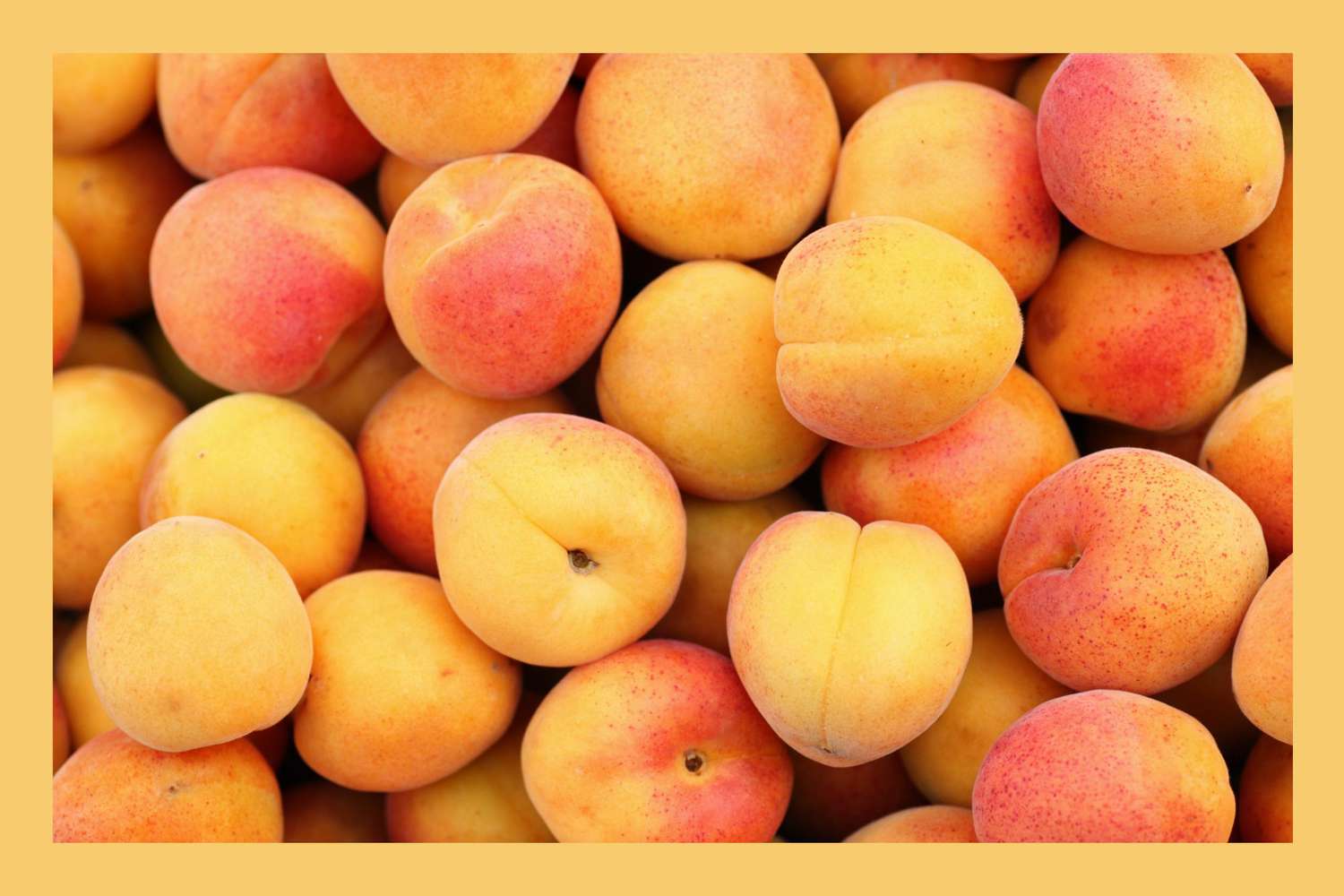 Close up of a large pile of apricots