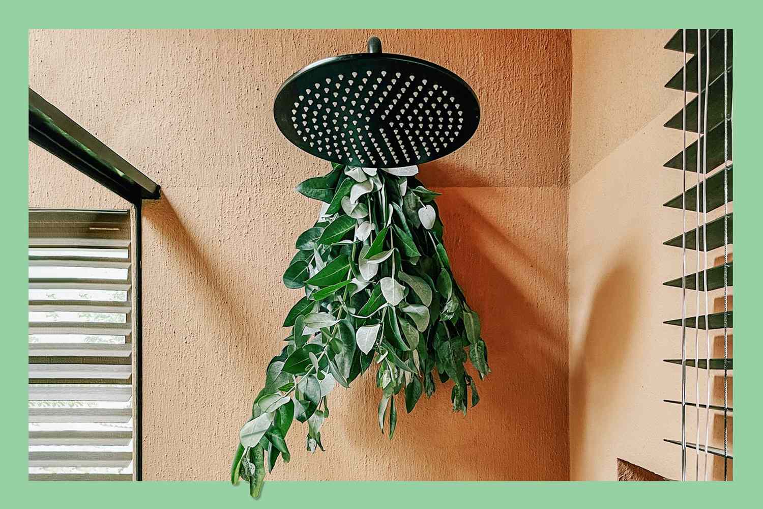 Shower With Aromatherapy. Eucalyptus plant hanging from shower