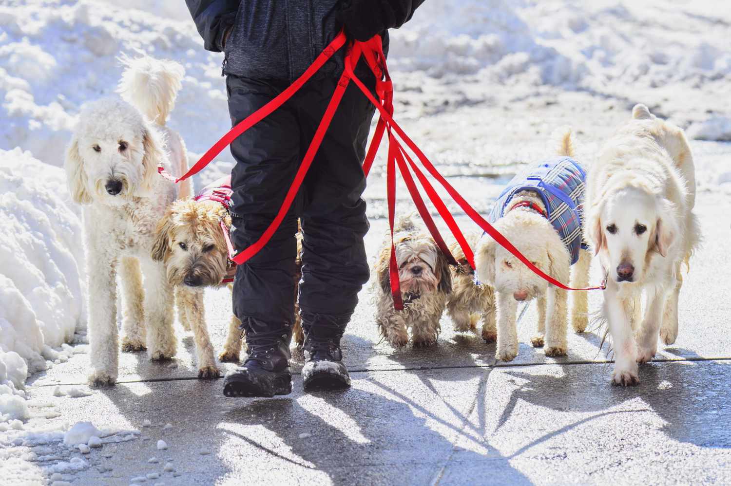man walking dogs on a snowy sidewalk