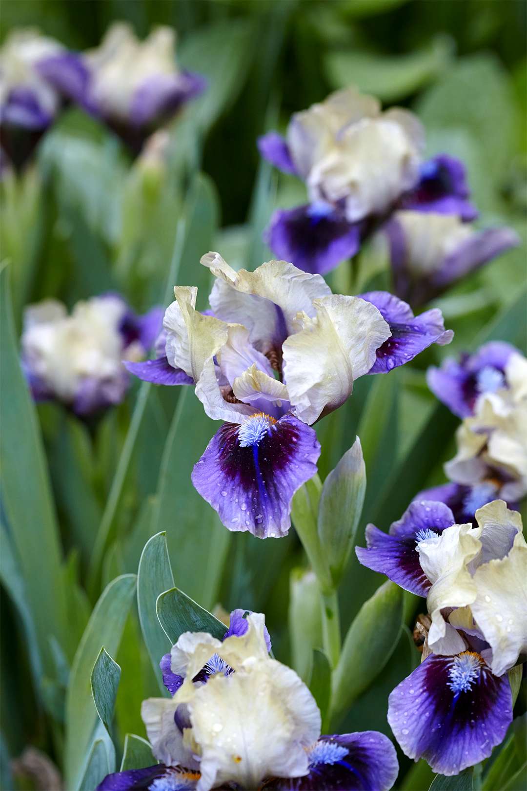 a group of purple and white bearded irises with water droplets