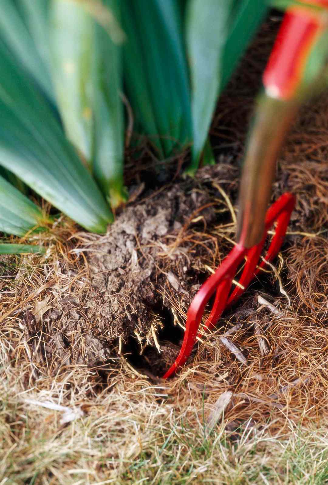 dividing bearded iris digging with a red garden fork