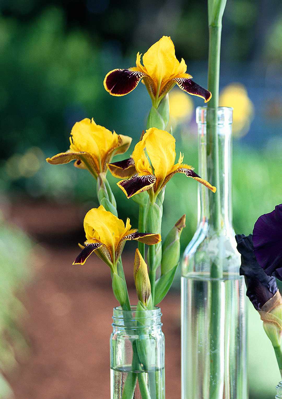 bumblebee deelite dwarf bearded iris in glass bottle